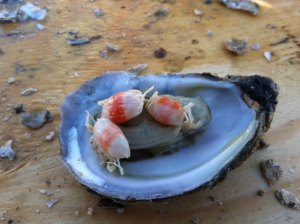 Who loves the oyster crabs?